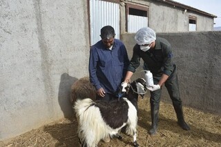 واکسیناسیون بروسلوز دام‌ها در ۱۳۴ روستای منطقه بلوچستان