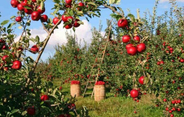 فرصت‌ها و چالش‌های تولید میوه‌های تابستانه در آذربایجان‌غربی