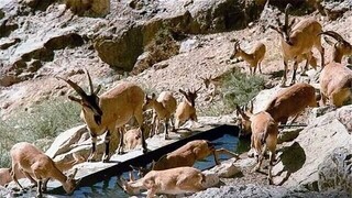 خشکسالی، حیات وحش را به مزارع می‌کشاند