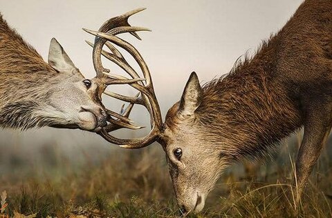 راز گاوبانکی در دشتناز؛ همصدایی گوزن زرد و محیطبانان