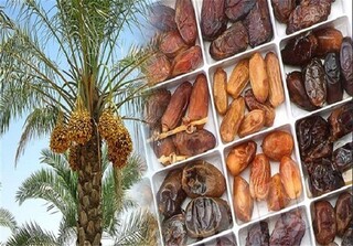 پست بوشهر روزانه یک تن خرما به سراسر کشور ارسال می‌کند