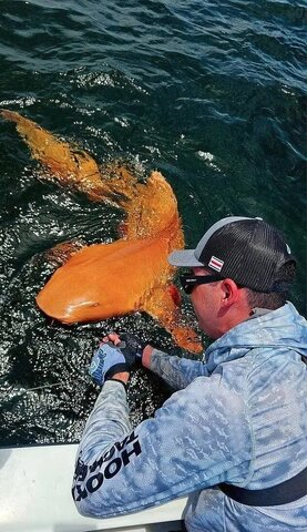 کشف نادرترین کوسه جهان با رنگ نارنجی/ اولین کوسه نارنجی جهان دیده شد + تصاویر