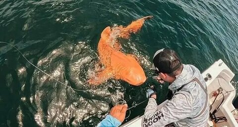 کشف نادرترین کوسه جهان با رنگ نارنجی/ اولین کوسه نارنجی جهان دیده شد + تصاویر