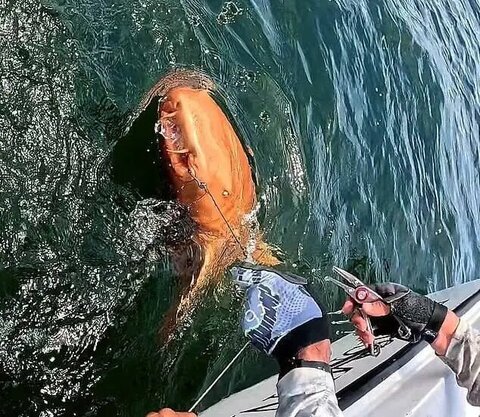 کشف نادرترین کوسه جهان با رنگ نارنجی/ اولین کوسه نارنجی جهان دیده شد + تصاویر