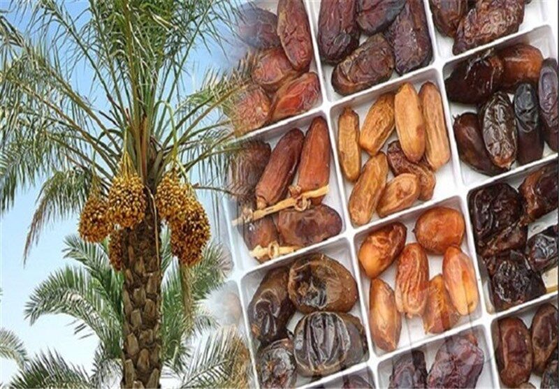 پست بوشهر روزانه یک تن خرما به سراسر کشور ارسال می‌کند