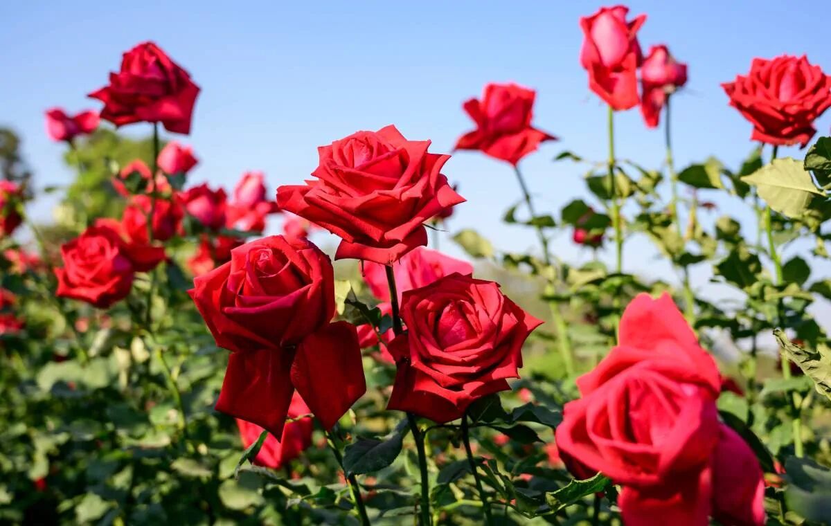 ضرورت ایجاد بارانداز گل و گیاه در خراسان رضوی