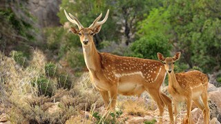 اجرای پایش تصویری سایت گوزن زرد در ایلام