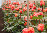 بارانداز صادراتی محصولات گلخانه‌ای؛ یک رؤیای بر زمین مانده