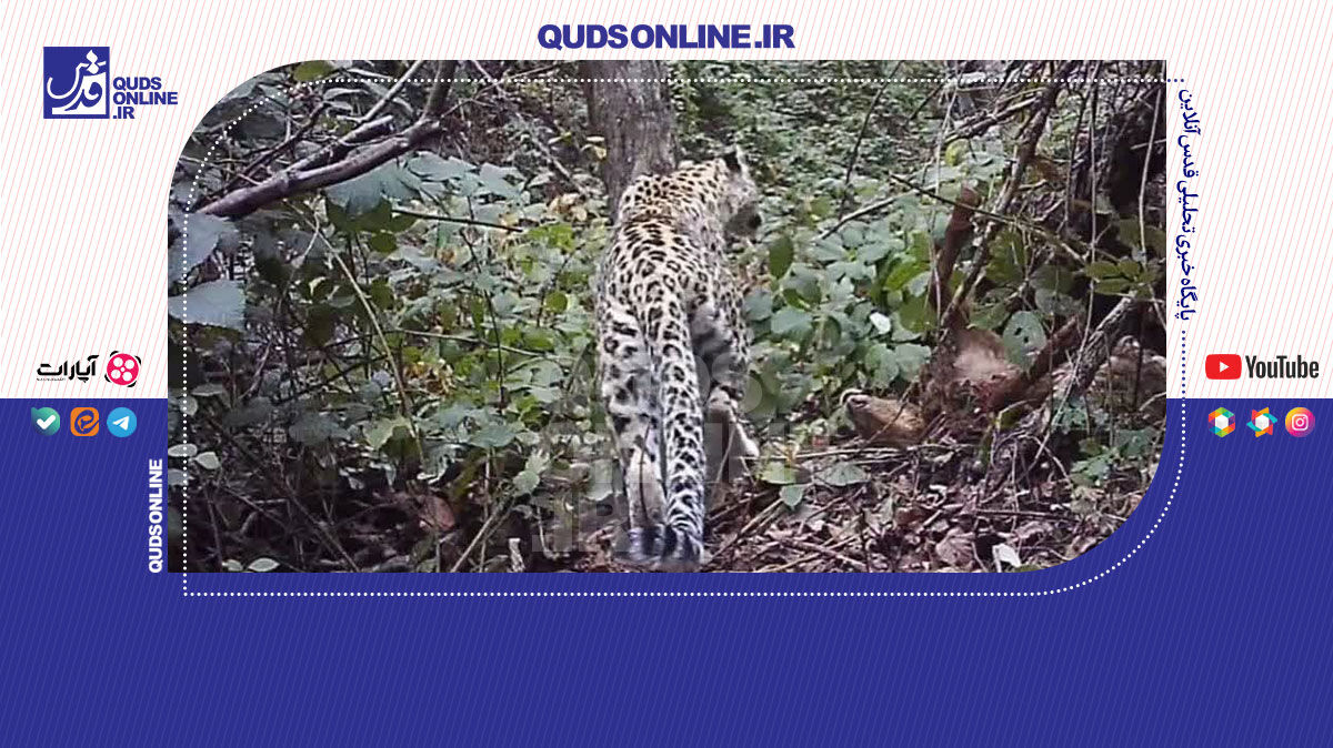 فیلم | پلنگ ایرانی در جنگل‌های هیرکانی املش