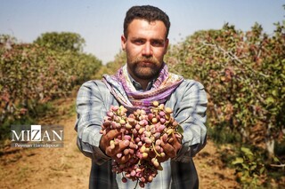 برداشت پسته در باغات اسفراین