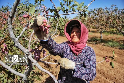 برداشت پسته در باغات اسفراین