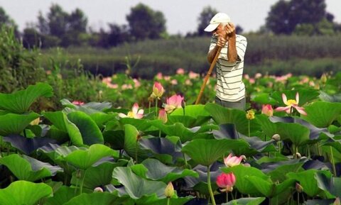 تالاب انزلی در آستانه فروپاشی اکولوژیک؛ زخمهای عمیق بر تن یک زیستبوم