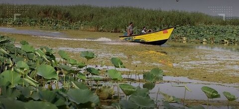 تالاب انزلی در آستانه فروپاشی اکولوژیک؛ زخمهای عمیق بر تن یک زیستبوم