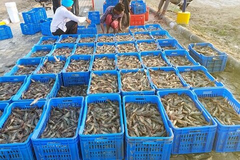 ارزآوری پایدار با صادرات آبزیان؛ زیرساختهای حملونقل بوشهر توسعه یابد