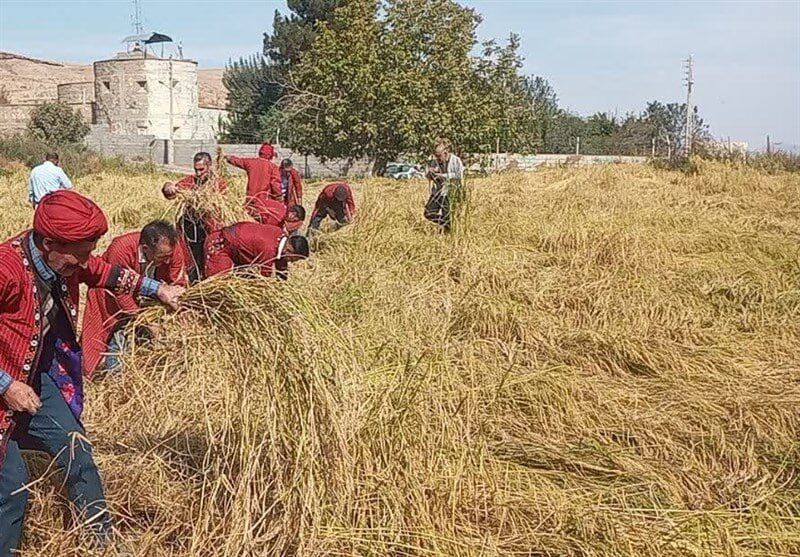 آغاز برداشت برنج از شالیزارهای کلات