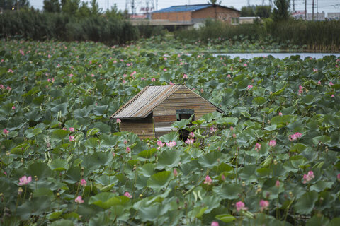 «اوتی تی» جشنی برای شهر تالابی ایران
