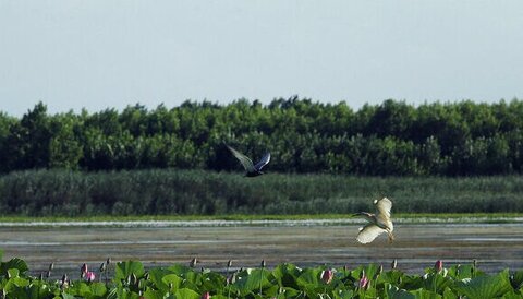 «اوتی تی» جشنی برای شهر تالابی ایران