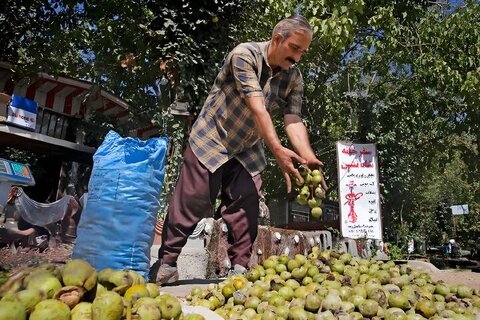 برداشت ۱۶ هزار تن گردو از باغستان‌های کهگیلویه و بویراحمد