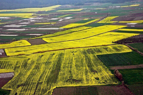 توصیه های هواشناسی همدان به کشاورزان برای جلوگیری از خسارت به محصولات