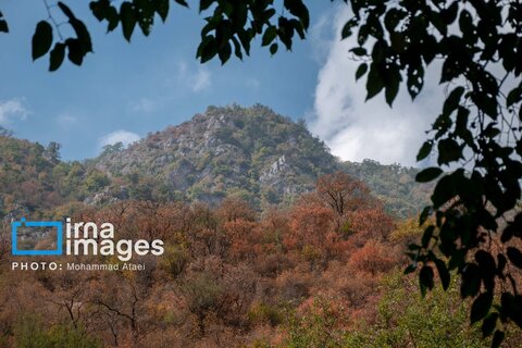 خشکسالی در جنگل‌های هیرکانی گلستان