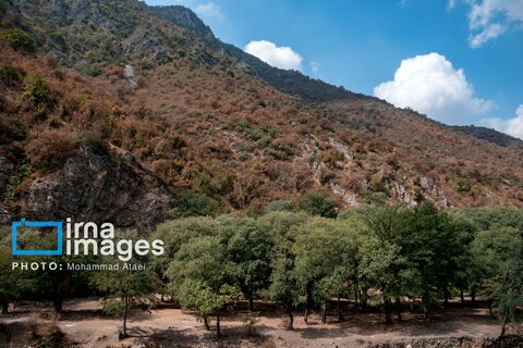 خشکسالی در جنگل‌های هیرکانی گلستان