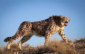 تلفیق «حفاظت» و «فناوری» در توران شاهرود؛ پایش علمی یوزپلنگ ایرانی