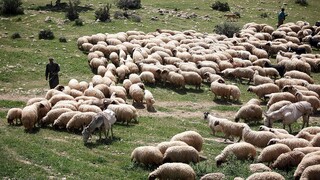 پرورش سنتی دام عمده‌ترین چالش دامپزشکی لرستان است