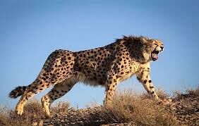 تلفیق «حفاظت» و «فناوری» در توران شاهرود؛ پایش علمی یوزپلنگ ایرانی