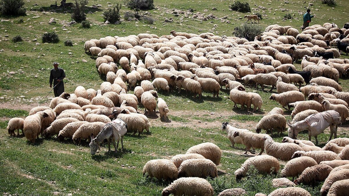 پرورش سنتی دام عمده‌ترین چالش دامپزشکی لرستان است