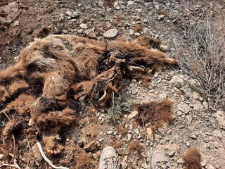 مشاهده لاشه یک قلاده خرس قهوه‌ای در سملقان خراسان شمالی