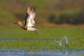 فرود نخستین گروه پرندگان مهاجر در تالابهای مازندران