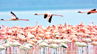 مهاجران سیبری در تالاب‌های مازندران پناه گرفتند