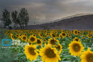 تولید دانه های روغنی آفتابگردان