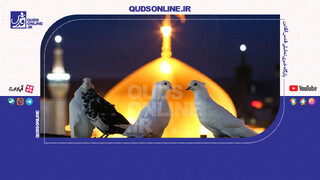 فیلم | دل من هم به پرواز است دنبال کبوترها