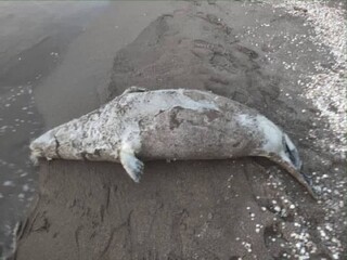 کشف لاشه یک فوک خزری در ساحل فریدونکنار؛ شمار تلفات به ۴۳ قلاده رسید