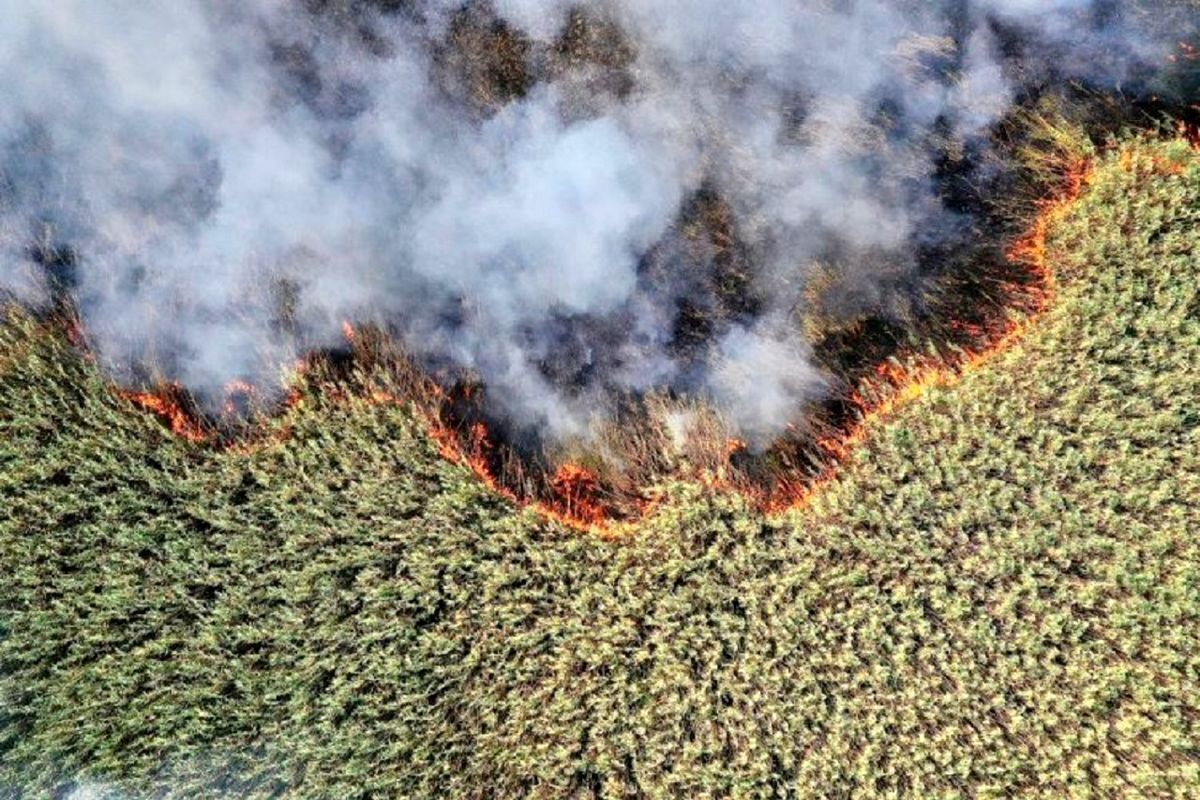 پیش‌بینی تداوم آتش‌سوزی در بخش عراقی هورالعظیم تا مهر