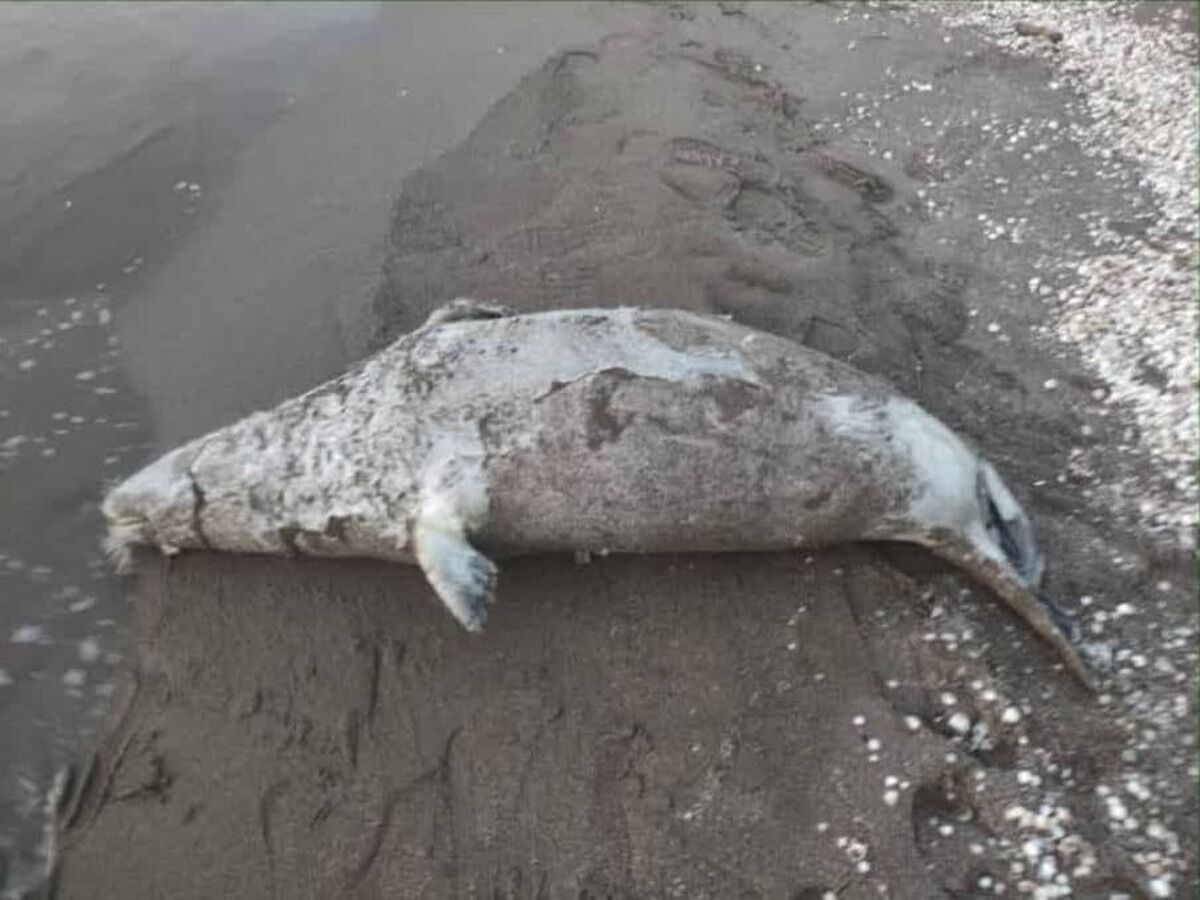 کشف لاشه یک فوک خزری در ساحل فریدونکنار؛ شمار تلفات به ۴۳ قلاده رسید