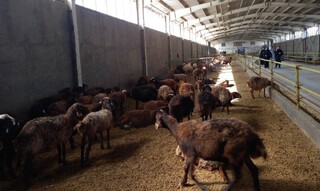 تحقق زنجیره تولید برای مصرف‌کننده در سایت موقوفه گوهرشاد