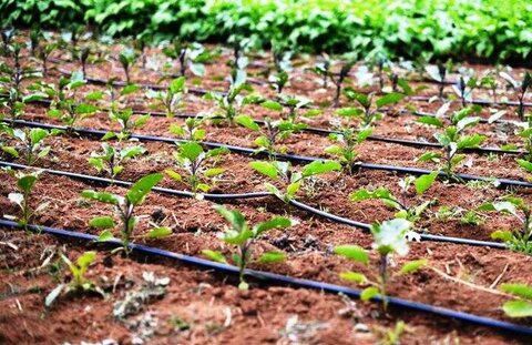 مرز عطش و آتش؛ ایلام در تب و تشنگی