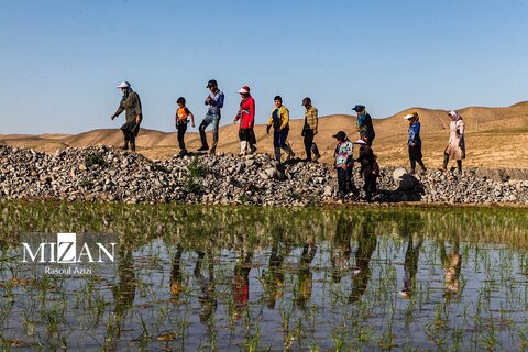 شالیزار‌های کلات نادری