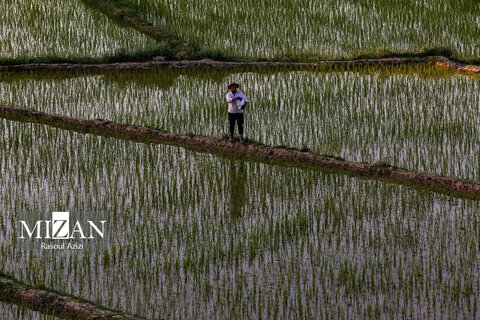 شالیزار‌های کلات نادری