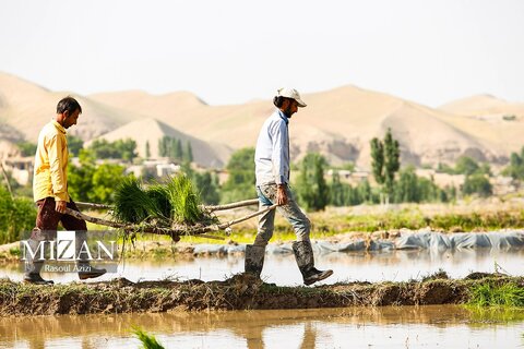 شالیزار‌های کلات نادری