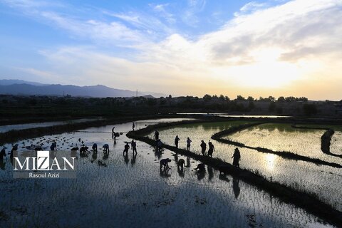 شالیزار‌های کلات نادری