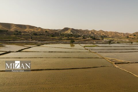 شالیزار‌های کلات نادری