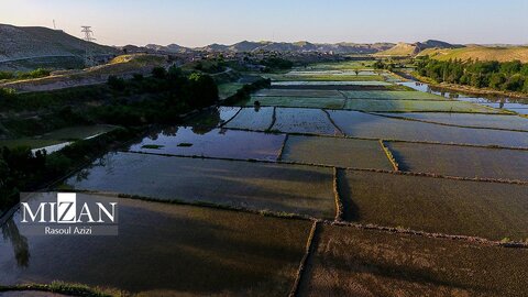 شالیزار‌های کلات نادری