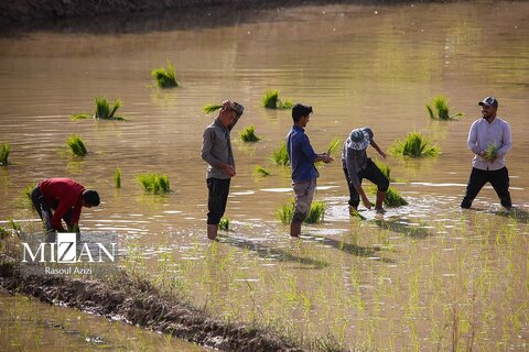 شالیزار‌های کلات نادری