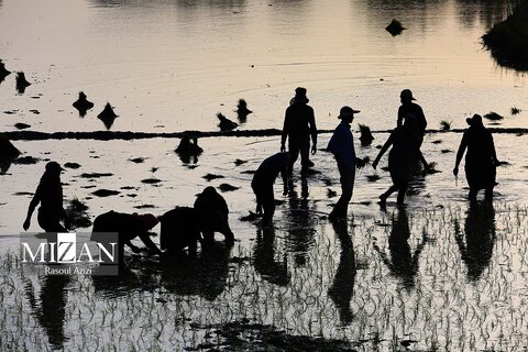 شالیزار‌های کلات نادری