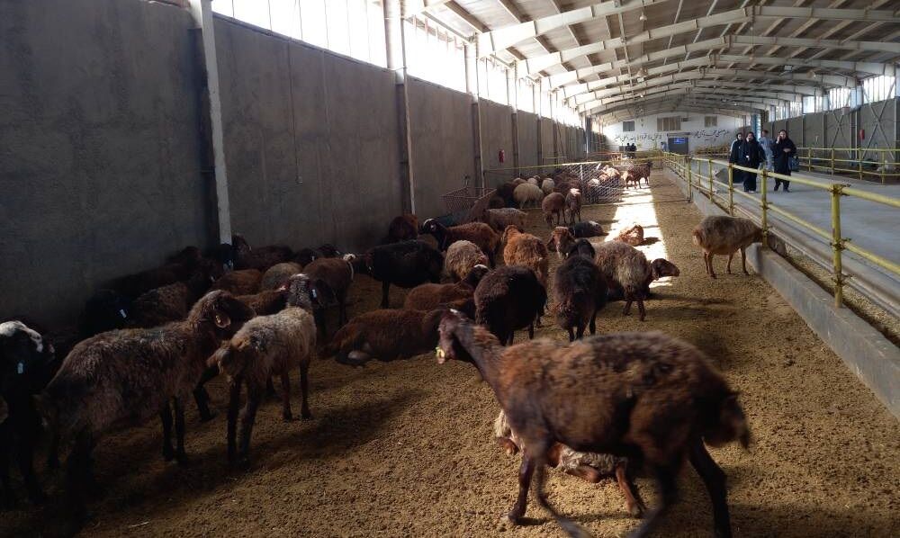 تحقق زنجیره تولید برای مصرف‌کننده در سایت موقوفه گوهرشاد