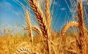 برداشت بیش از ۶ هزار تن گندم در سرخس
