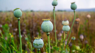 پاسخ غذا و دارو به نگرانی‌ها درباره کشت خشخاش در کشور